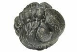 Wide, Enrolled Austerops Trilobite - Morocco #223973-1
